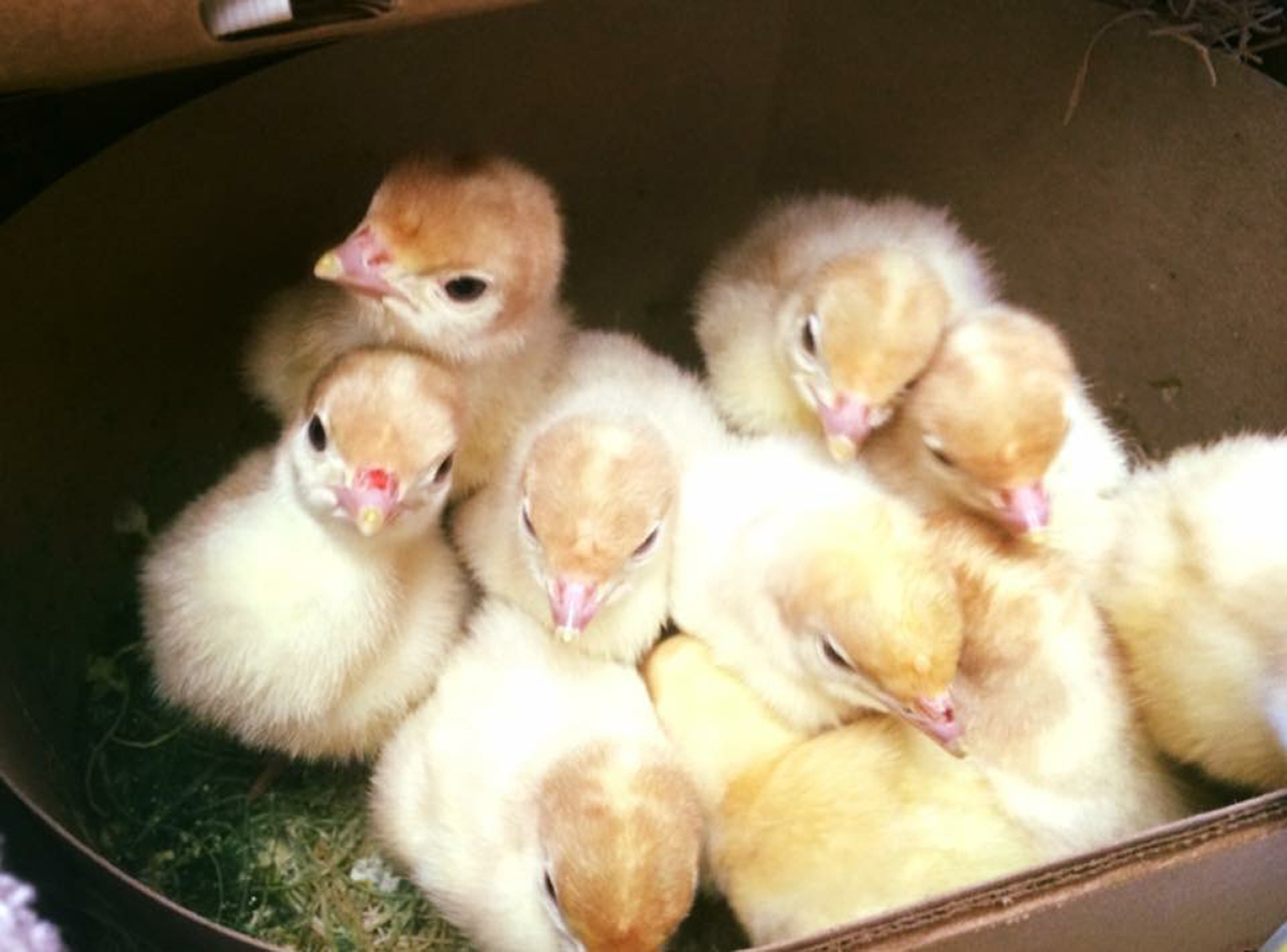 small group of chicks